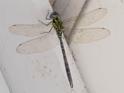Rhionaeschna psilus (Turquoise-tipped Darner).jpg
